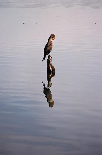 Cormorants-f-036-05-pr.jpg