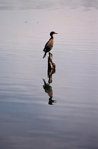 Cormorants-f-036-06-pr.jpg