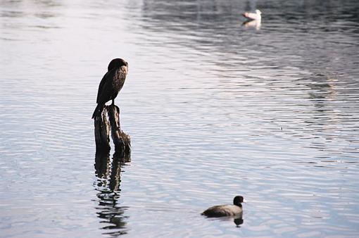 Cormorants-f-036-07-pr.jpg