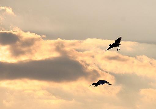 Ibises at Sunset-ibisesatsunset.jpg