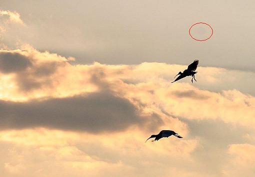 Ibises at Sunset-ibisesatsunset.jpg