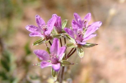 some flowers-purple-flowers1.jpg