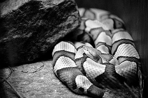 Python in b&amp;w-12810024.jpg