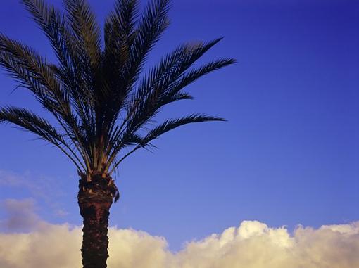 Heavenly Palm Tree-image012_600.jpg