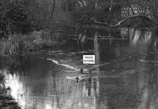 Proof ducks can't read!-crw_3703-b-w-640.jpg