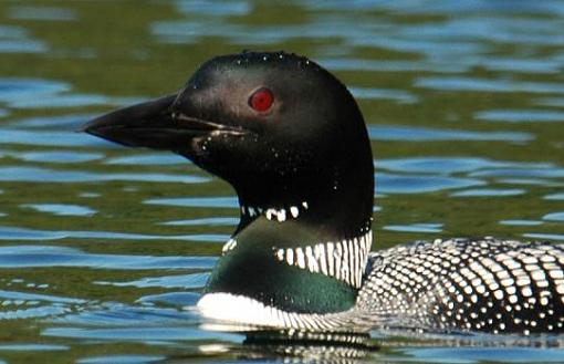 My first contribution-loon.jpg