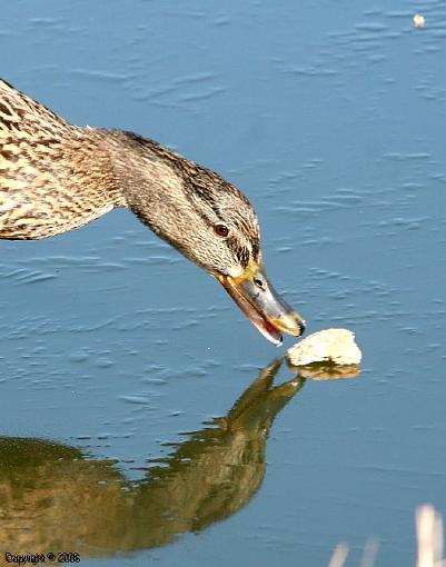 Walking on Thin Ice-img_1016.jpg