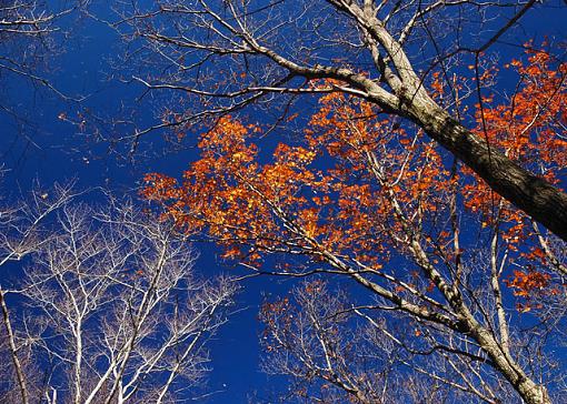 Woods and Sky-nh-woods-late-fall-web.jpg