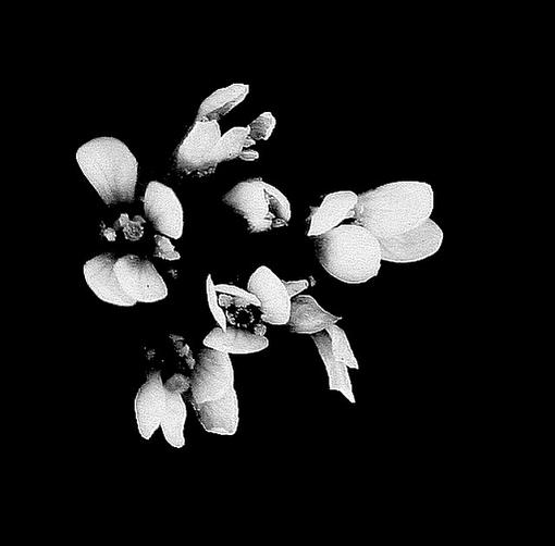 Flowers in Black &amp; White-flowers2.jpg