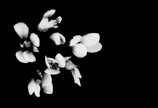 Flowers in Black &amp; White-flowersb-wversion1.jpg