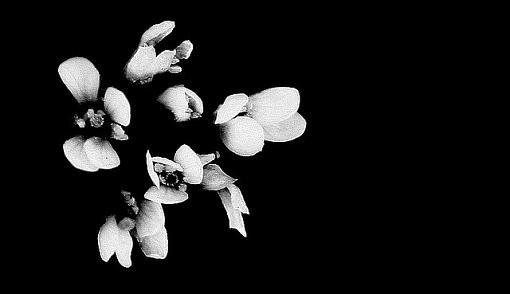 Flowers in Black &amp; White-flowersb-w2version2.jpg