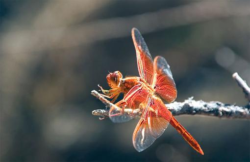 Dragonfly - What do you think?-test.jpg