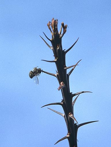 Bad Landing-beeoncactus_600.jpg