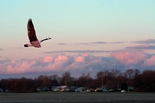 Canada Goose and Pink Sunset-goose-afternoon.jpg