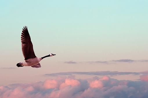 Canada Goose and Pink Sunset-soarabove.jpg