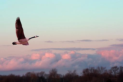 Canada Goose and Pink Sunset-overthetrees.jpg