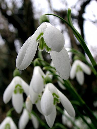 Snowdrops-img_3936-640.jpg