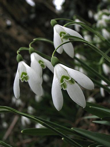 Snowdrops-img_3958-640.jpg