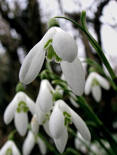 Snowdrops-img_3936-burned-gradation-grey-640.jpg