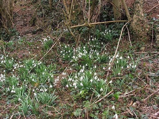 Snowdrops-crw_3903-1.jpg