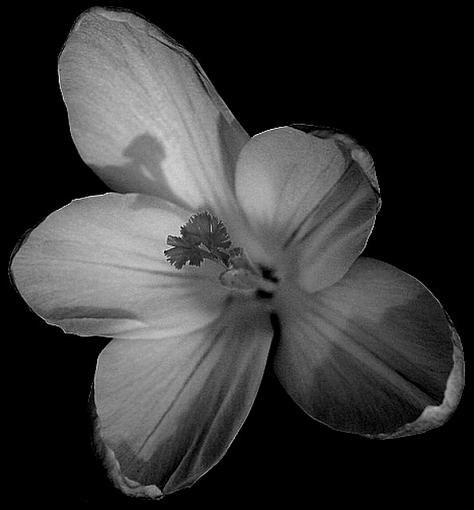 More B&amp;W flowers...-flowerblack-white.jpg