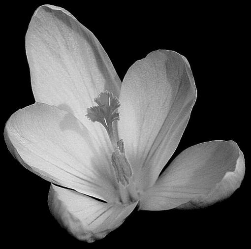 More B&amp;W flowers...-flowerblack-white2version1.jpg