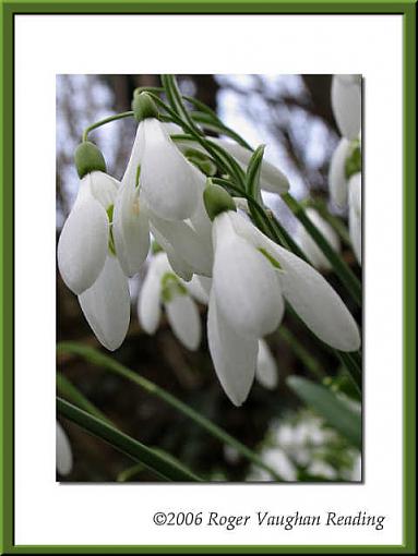 Snowdrops-img_3909-640.jpg