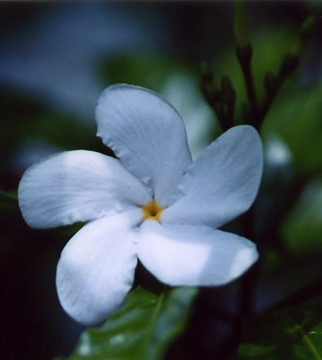 My first macro shot-pinwheel.jpg