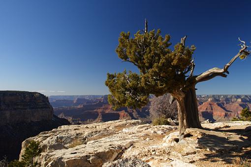 Juniper on a fine day-grand_tree.jpg