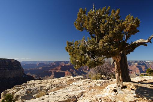 Juniper on a fine day #2-grand_tree_2.jpg