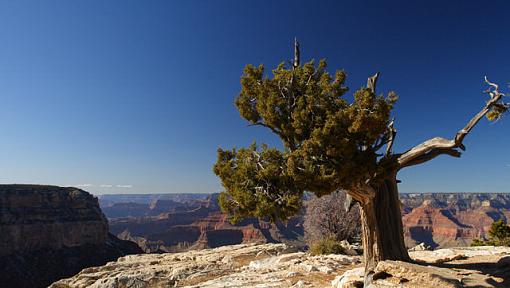 Juniper on a fine day-grand_tree.jpg