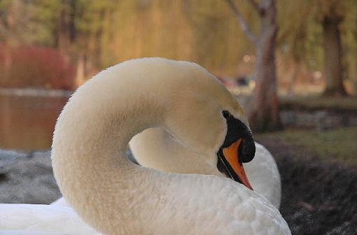 Swan Lake-swan-close-up.jpg