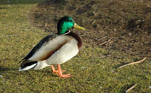 Mallard Duck-mallard.jpg