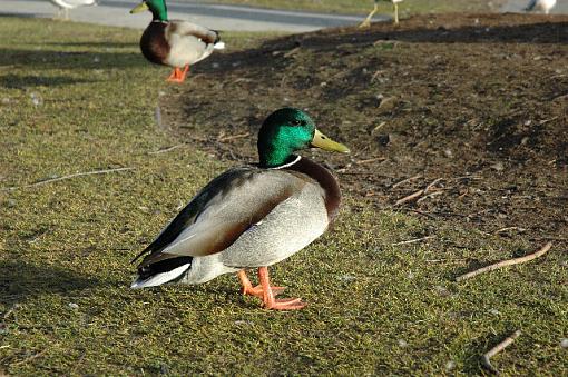 Mallard Duck-duck-uncropped.jpg