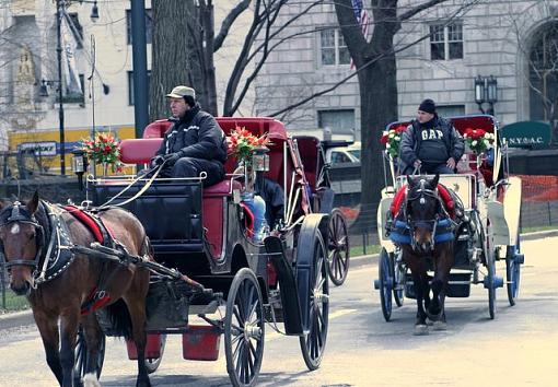 from central park-picture-091-1.jpg