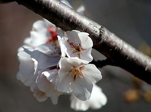 Cherry blossoms-pict0357.jpg