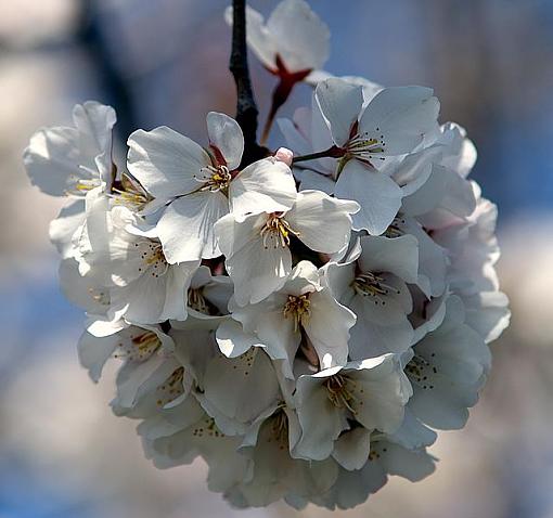 Cherry blossoms-pict0356.jpg