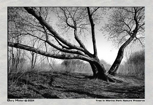 Tree. . .B&amp;W (marine park nature preserve)-lndscp0404-152403xbwweb.jpg