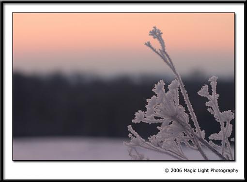 Frosted Morning-crw_8695.jpg