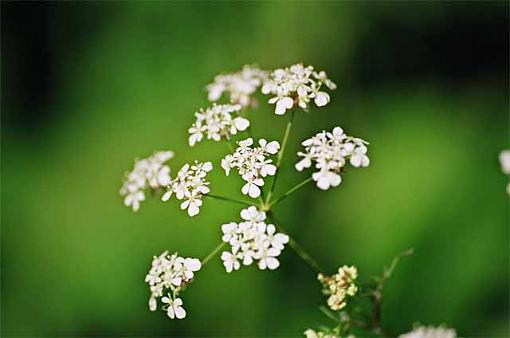 First timer - cow parsley-untitled-1.jpg