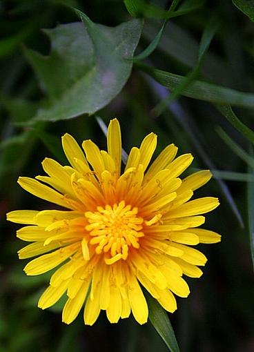 Dandelion-dandelion.jpg