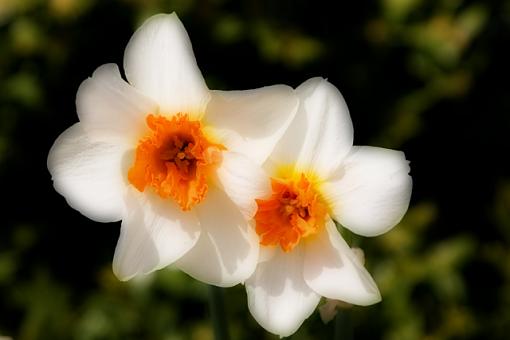 Orton Imagery Daffodils-ortonimagedaffodils.jpg