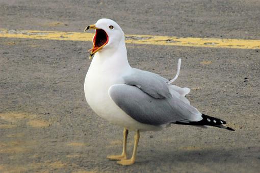 Yawning Seagull-yawning-seagull.jpg