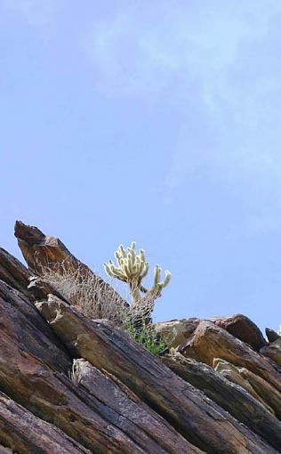 Cactus Sky-play417raw-057-copy2.jpg