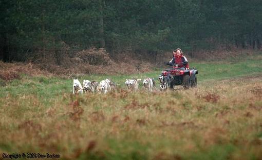 Dogs at Dawn-huskies-1.jpg