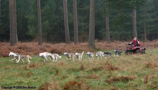 Dogs at Dawn-huskies-3.jpg