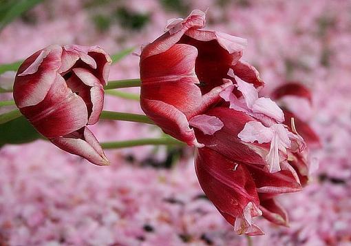 Tulips in pink-tulipspink.jpg