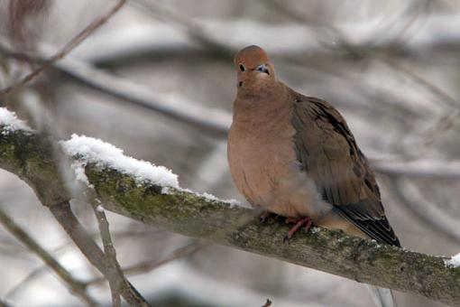 A Bird in the Hand-stool-pigon-i.jpg