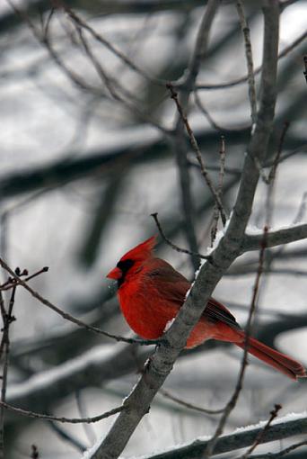 A Bird in the Hand-cardinal-i.jpg