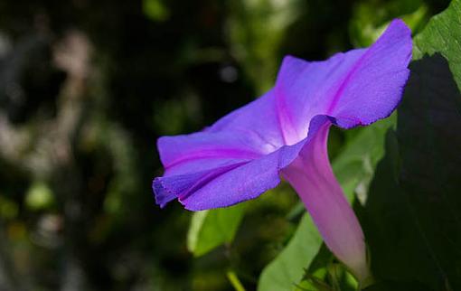 Purple Flower-purple.jpg